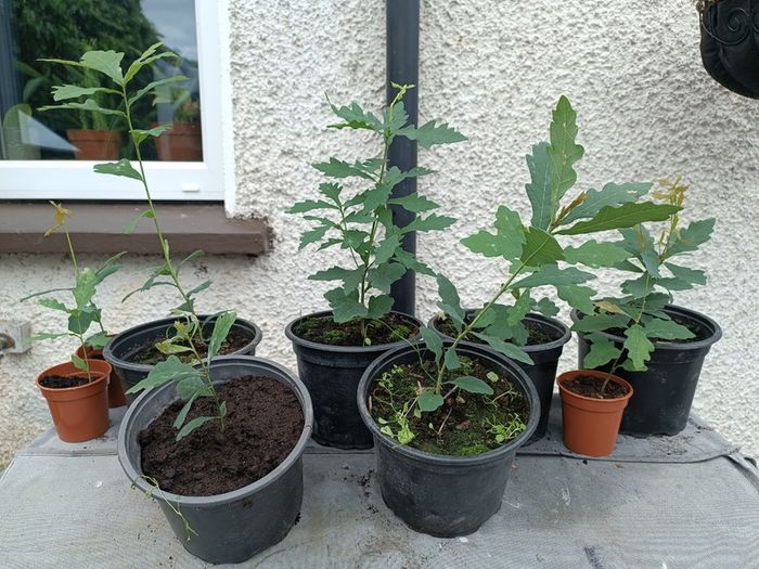 Lots Of Oak Tree Saplings