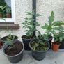 Lots Of Oak Tree Saplings Image 5