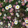 Mexican Daisy Plant Image 3