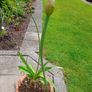 Agapanthus Plants Image 2