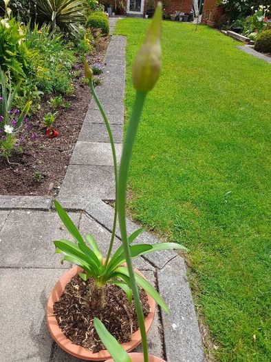 Agapanthus Plants