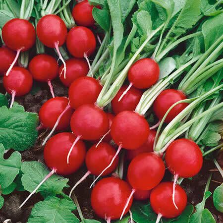 (R) Radish Rudolf seeds 3g (123919)