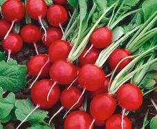 (R) Radish Rudolf seeds 3g (123919)