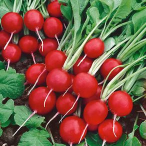 (R) Radish Rudolf seeds 3g (123919)
