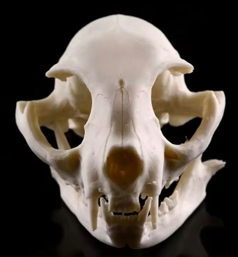 1/1 resin copy of a cats skull.