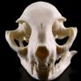 1/1 resin copy of a cats skull. Image 2