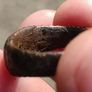 13th Century AD Nomad Bronze Ring Image 9