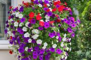 (P) Petunia seeds Trailing Mixed 0.2g (463009)