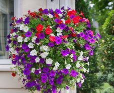 (P) Petunia seeds Trailing Mixed 0.2g (463009)
