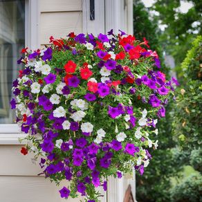 (P) Petunia seeds Trailing Mixed 0.2g (463009)