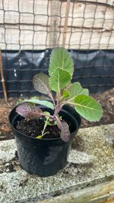 Cabbage plants