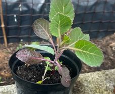 Cabbage plants