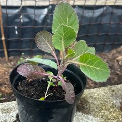 Cabbage plants