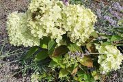Hydrangeas
