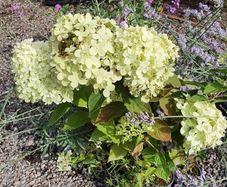 Hydrangeas