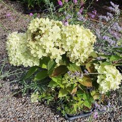 Hydrangeas