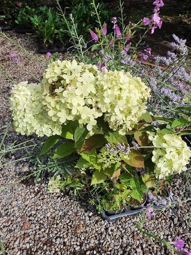 Hydrangeas