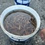 Live & frozen baits Image 10