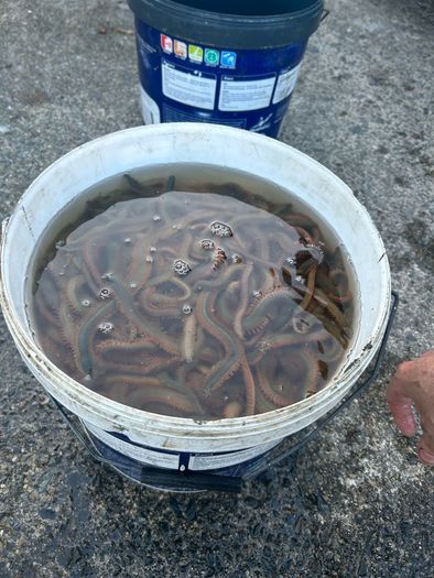 Live & frozen baits