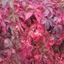 3 Virginia Creeper Plants Image 5