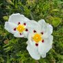 Flower bush Cistus ladanifer (Common Gum Cistus) Image 2