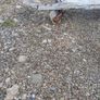 Palette truck-' perfect condition-- Dungarvan Image 4