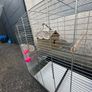 Bird Cages Image 4