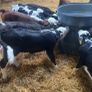 Hereford calves Image 5