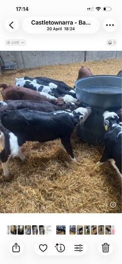 Hereford calves