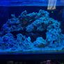 Marine aquarium set up 250L Image 5