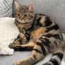 Missing cat Ballymun/Santry Image 2