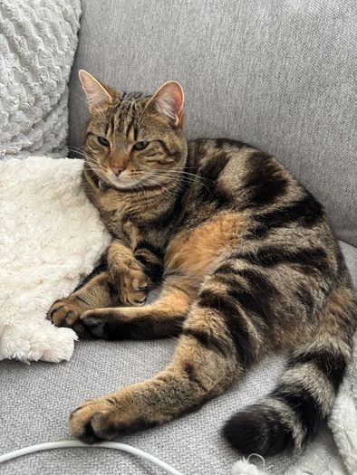 Missing cat Ballymun/Santry
