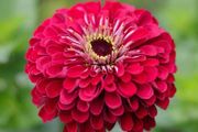 (Z) Zinnia Scarlet Flame seeds 1g (415007)