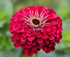 (Z) Zinnia Scarlet Flame seeds 1g (415007)