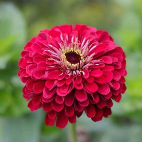 (Z) Zinnia Scarlet Flame seeds 1g (415007)