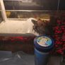 Reeves turtle with tank Image 3