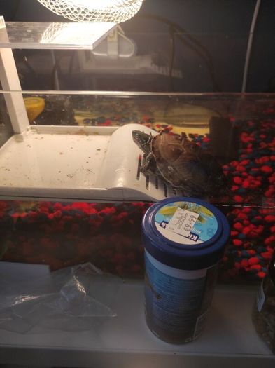Reeves turtle with tank