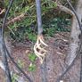 Wrought iron gates Image 4