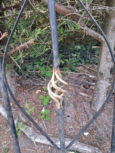 Wrought iron gates