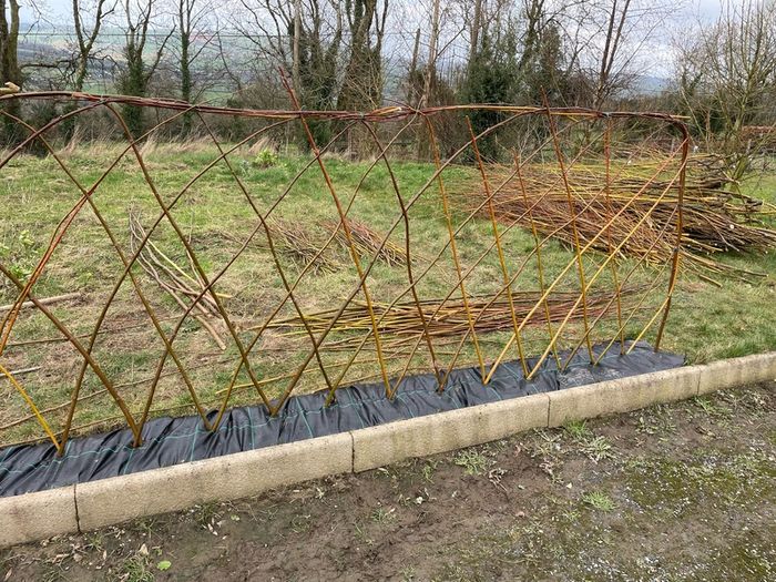 Willow cuttings