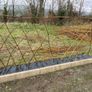 Willow cuttings Image 6