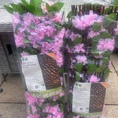 solar pink blossom trellis