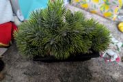 artifical plants