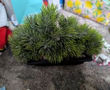 artifical plants