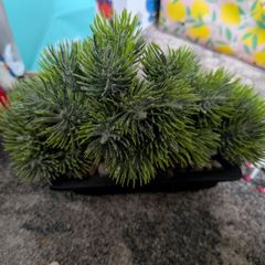artifical plants