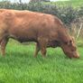 In Calf Heifers Sept 26th Ballinasloe Mart Image 7