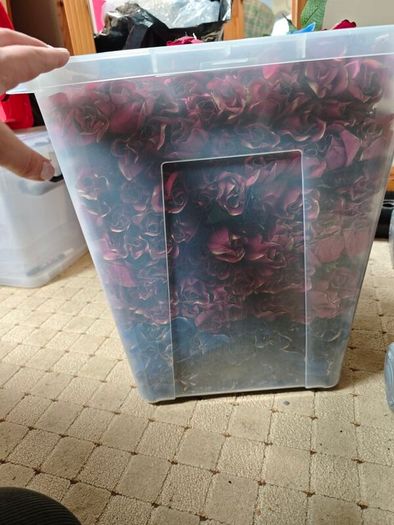 individual roses gold tipped red and blue