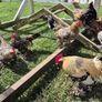 Millefluer booted bantam eggs 2.50 each Image 3
