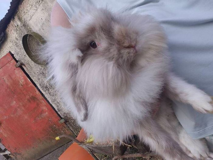 rabbit Mini lop