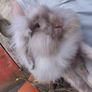 rabbit Mini lop Image 3